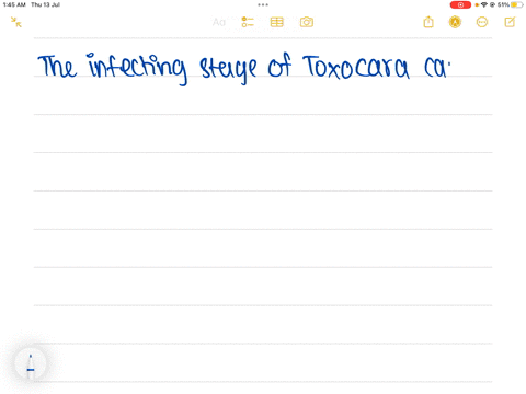 toxocara-canis-infective-stage
