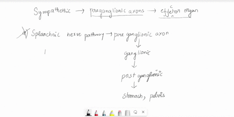 which-sympathetic-pathway-involves-only-a-preganglionic-axon-going-to-the-effector-organ-a-splanchnic-nerve-pathway-b-adrenal-medulla-pathway-c-postganglionic-sympathetic-nerve-pathway-d-spi-06796