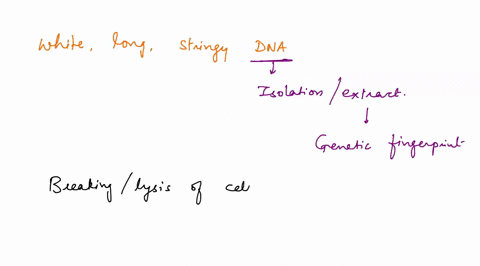 the-white-long-stringy-dna-was-found-in-which-layer-towards-the-end-of-dna-extraction-55816