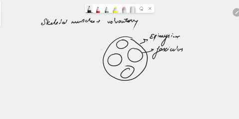 describe-the-organization-of-skeletal-muscle-at-tissue-level-51568