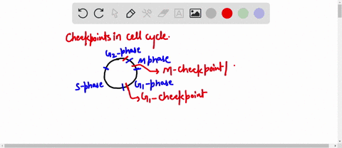 question-13-match-the-following-ensures-that-all-chromosomes-have-been-replicated-and-the-dna-is-not-damaged-choose-g-1-checkpoint-s-checkpoint-ensures-that-all-sister-chromatids-are-g-2-che-70653