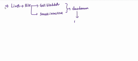 the-liver-secretes-bile-into-the-small-intestines-is-it-correct-to-say-that-bile-contains-enzymes-that-break-fats-into-smaller-globules-97917