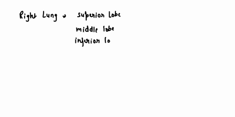soth-_-lungs-base-apex-right-lung-superior-lobe-middle-lobe-0-inferior-lobe-d-horizontal-fissure-oblique-fissure-costal-surfaces-diaphragmatic-surfaces-omediastinal-surfaces-left-lung-superi-73614