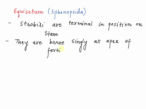 how-does-the-formation-of-strobili-in-equisetum-compare-with-that-in-lycopodium-and-selaginella-52124