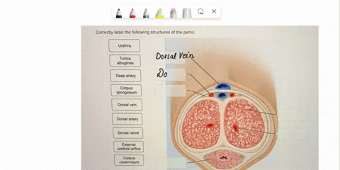 correctly-label-the-following-structures-of-the-penis-urethra-tunica-albuginea-deep-artery-corpus-spongiosum-dorsal-vein-dorsal-artery-dorsal-nerve-external-urethral-orifice-corpus-cavernosu-16661