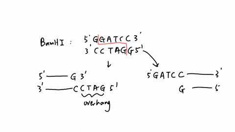 nhi-into-a-plasmid-you-cleaved-v-fferent-enzyme-which-of-these-ymes-overhangs-will-be-npatible-with-bamhi-generated-ments-nhi-sequence-and-cleavage-site-gatcc-3-indicates-cut-site-bcll-5-tgatca-3-pstl
