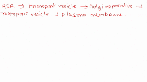 which-is-the-correct-route-that-proteins-take-from-synthesis-to-insertion-in-the-plasma-membrane-a-vacuole-rer-cytosol-golgi-apparatus-plasma-membrane-b-golgi-apparatus-transport-vesicle-rer-51094