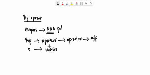 the-trp-operon-is-considered-to-be-repressible-because-1the-repressor-binds-to-the-operator-blocking-rna-polymerase-from-transcribing-unless-tryptophan-is-absent-2the-repressor-binds-to-the-82837