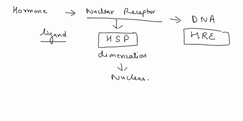when-a-hormone-binds-to-a-nuclear-receptora-dna-produces-mrnab-g-proteins-are-activatedc-the-hormone-receptor-complex-causes-ion-channels-to-open-or-closed-the-cells-response-is-faster-than-08111
