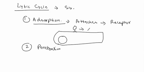 what-is-the-correct-order-of-the-stages-in-the-lytic-cycle-of-viral-reproduction-a-penetration-attac-88102