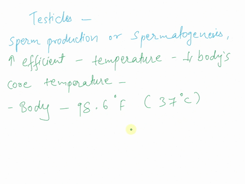 why-are-the-testicles-kept-outside-of-the-body-sperm-production-is-more-efficient-at-lower-than-body-temperature-there-no-reason-for-this-for-protection-earlier-in-human-evolution_-visiblaxe-99586
