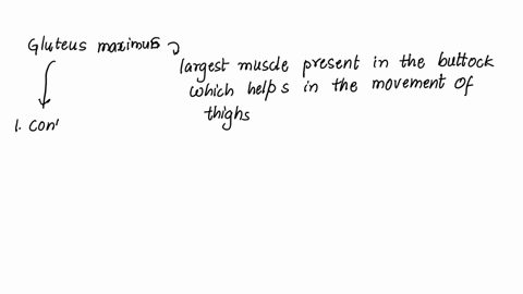 the-gluteus-maximus-multiple-choice-accounts-for-a-sprinters-stance-is-a-common-site-for-injections-allows-one-to-sit-cross-legged-is-used-in-the-knee-jerk-reflex-does-most-of-the-work-in-si-02146