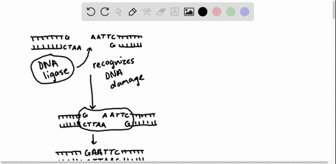 f-an-error-is-made-during-replication-that-is-not-caught-by-dna-polymerase-the-most-likely-is-that-_____-a-dna-ligase-will-repair-the-mistake-before-a-mutation-occurs-b-only-the-daughter-str-72867