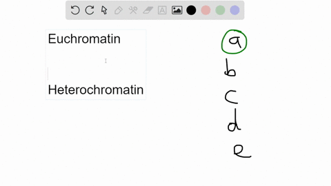 euchromatin-is-the-part-of-a-eukaryotic-cells-chromatin-that-a-is-decondensed-and-transcribed-unless-the-cell-engages-in-mitosis-or-meiosis-b-remains-highly-condensed-throughout-all-stages-o-27049
