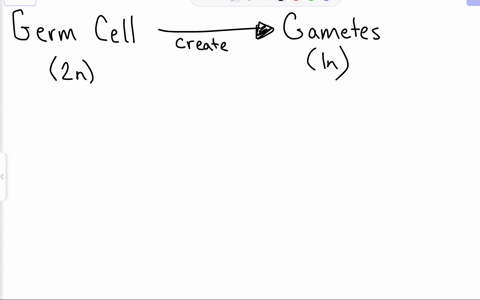 match-the-reproductive-system-cell-with-its-description-or-function-group-of-answer-choices-germ-cell-that-can-produce-oocytes-diploid-product-of-fertilization-anterior-pituitary-cell-that-produces-lh