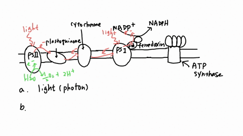 what-energy-powers-the-flow-electrons-in-the-etc-of-chloroplasts-2-pts-what-molecule-provides-the-source-of-electrons-needed-to-replace-the-electron-lost-at-the-psii-reaction-center-from-lig-15086