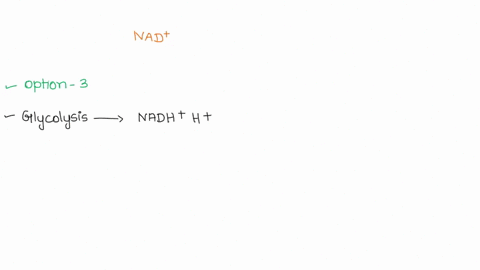 which-of-the-following-statements-about-nad-is-true-nad-is-oxidized-by-the-action-of-hydrogenases_-nad-can-donate-electrons-for-use-in-oxidative-phosphorylation-nad-is-reduced-to-nadh-during-58129