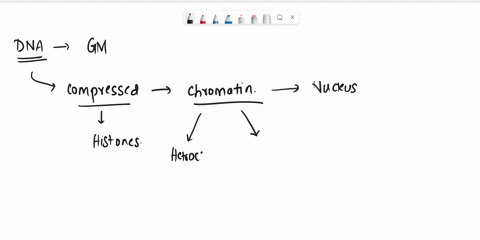 explain-how-chromatin-structure-influences-gene-expression-89217