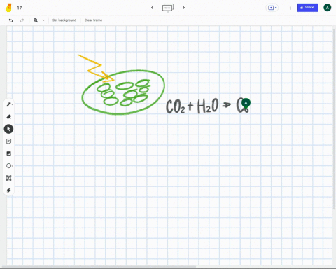 what-function-do-chloroplasts-perform-athey-use-light-energy-to-make-food-for-the-plant-bthey-control-the-activities-in-the-cell-cthey-produce-proteins-for-the-cell-dthey-provide-temporary-s-35731