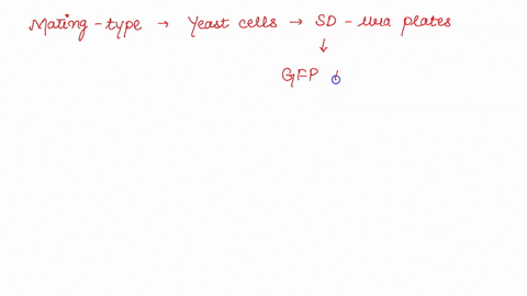2-yeast-cells-of-mating-type-were-muta-enized-and-plated-on-complete-growth-medium-these-cells-were-then-replica-plated-and-transferred-to-growth-medium-lacking-tryptophan-to-select-for-tip-30843