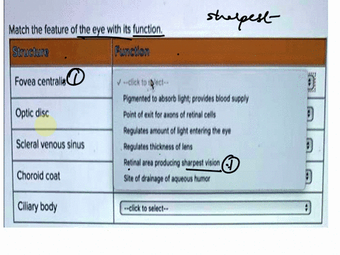 match-the-feature-of-the-eye-with-its-function-structure-function-fovea-centralis-click-toect-pigmented-to-absorb-lightprovides-blood-supply-point-of-exit-for-axons-of-retinal-cells-regulate-36061