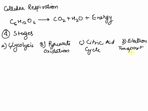 which-stage-of-cellular-respiration-extracts-the-most-energy-89011