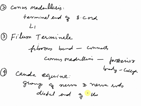 exercise-fifteen-the-spinal-cord-and-spinal-nerves-questions-11-16define-the-following-terms-11cervical-and-lumbar-enlargements-12-conus-medullaris-13filum-terminale-14cauda-cquina-15spinal-93958