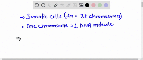 the-somatic-cell-of-a-cat-contains-38-chromosomes-2n-38-how-many-chromosomes-and-how-many-dna-molecules-would-the-secondary-spermatocyte-of-this-cat-have-95059