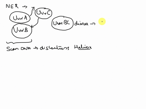 1-during-nucleotide-excision-repair-ner-which-of-the-following-is-true-a-removal-of-uracil-base-from-the-dna-strand-b-recognition-of-the-dna-distortion-by-the-uvrab-complex-c-unwinding-of-si-57067
