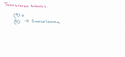 the-transverse-tubules-in-a-skeletal-muscle-fiber-store-calcium-ions-provide-a-means-of-transmitting-an-action-potential-in-the-muscle-plasma-membrane-to-central-portions-of-the-fiber-store-00817