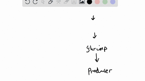 where-are-people-in-the-shrimp-food-chain-39262