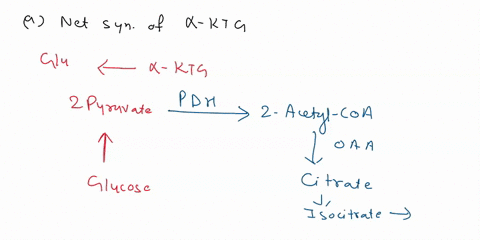 synthesized-from-a-ketoglutarate-2-catalytic-intermediate-in-the-citric-acid-the-amino-acid-glutamate-is-synthesized-without-depleting-citric-acid-cycle-intermediates-more-cycle-in-order-for-42794