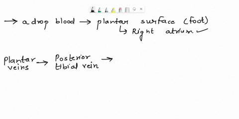 trace-a-drop-of-blood-from-the-plantar-surface-of-the-foot-top-to-the-right-atrium-bottom-1-a-common-iliac-vein-2-posterior-tibialvein-3-poplitealvein-femoralvein-e-external-iliac-vein-infer-52142