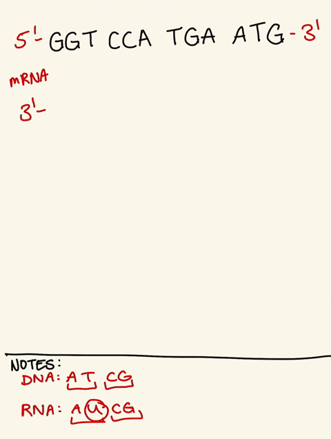 aa-segment-of-a-dna-strand-consists-of-the-following-ggtccatgaatg-what-is-the-nucleotide-order-on-the-complementary-strand-of-mrna-bwhat-is-the-trna-anticodon-of-the-mrna-strand-in-part-a-cw-8528