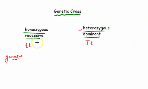 what-is-the-probability-that-the-offspring-of-a-cross-between-a-homozygous-recessive-parent-and-a-heterozygous-parent-will-be-homozygous-recessive-a-11-b-12-c-14-d-18-32883