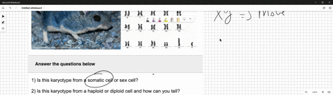 this-is-a-karyotype-of-a-mouse-body-cell-phoin-answer-the-questions-below-1-is-this-karyotype-from-a-somatic-cell-or-sex-cell-2-is-this-karyotype-from-a-haploid-or-diploid-cell-and-how-can-y-06429