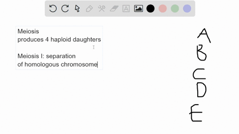 38-after-telophase-of-meiosis-the-chromosomal-makeup-of-each-daughter-cell-is-diploid-and-the-chromosomes-are-composed-of-single-chromatid-diploid-and-the-chromosomes-are-composed-of-two-chr-10283