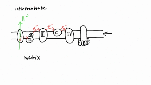 cyanide-is-known-to-inhibit-the-flow-of-electrons-along-the-electron-transport-chain-how-would-exposure-to-cyanide-affect-the-ph-of-the-outer-mitochondrial-compartment-the-inter-membrane-spa-30789