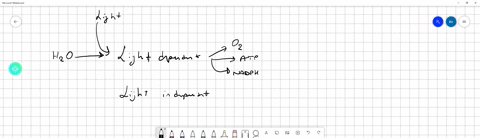 which-of-the-following-occurs-in-the-stroma-of-the-chloroplast-light-dependent-reactions-electron-transport-chain-calvin-cycle-photolysis-10947