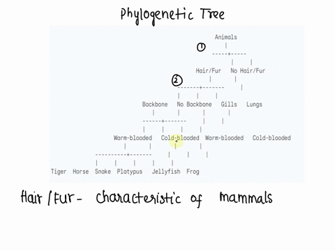 take-a-diverse-group-of-animal-species-and-create-a-rudimentary-phylogenetic-tree-to-show-the-evolutionary-relationship-base-this-tree-on-the-following-physical-characteristics-1-presence-of-93797