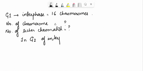 3-a-cell-during-g1-of-interphase-has-16-chromosomes-how-many-chromosomes-and-sister-chromatid-will-be-found-in-the-cell-during-the-following-phases-2-pts-a-g2-of-interphase-b-prophase-il-of-84354