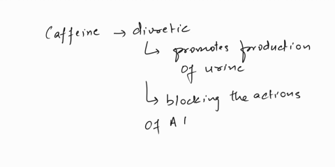 in-what-way-does-caffeine-affect-the-urinary-system-select-one-a-caffeine-increases-the-actions-of-adh-causing-the-distal-convoluted-tubule-to-reabsorb-less-water-which-leads-to-an-increased-56165
