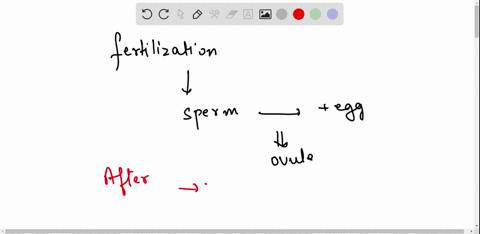 which-phase-starts-immediately-after-the-fertilization-of-the-egg-by-the-sperm-in-plants-18014