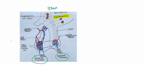the-posterior-and-anterior-pituitary-lobes-are-closely-associated-with-which-brain-structure-during-the-process-of-secreting-hormones-cerebellum-cerebrum-pons-hypothalamus-46634