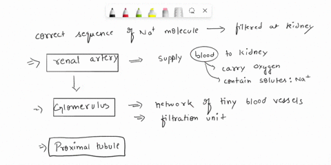 choose-the-correct-sequence-for-a-na-molecule-that-is-filtered-at-the-kidney-and-not-reabsorbed-there-is-one-correct-answer-renal-arteryglomerulusproximal-tubulecollecting-ductloop-of-henied-77927