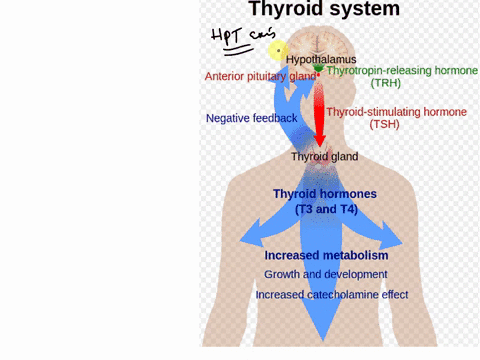 232-hormones-gone-wild-create-a-feedback-loop-or-diagram-that-shows-how-the-body-regulates-the-level-of-thyroid-hormones-in-the-bodyand-thus-maintains-normal-metabolismthis-loop-or-diagram-s-56669
