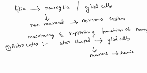 explain-how-glia-function-within-the-nervous-system-59286