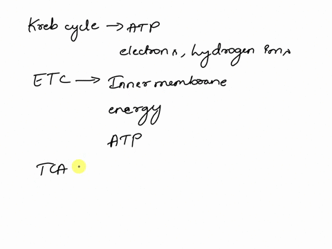 summarize-the-roles-of-krebs-cycle-and-electron-transport-chain-during-aerobic-respiration-76153