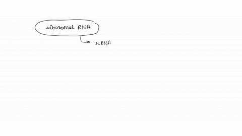 which-is-the-principal-site-for-the-development-of-ribosomal-rnas-12178