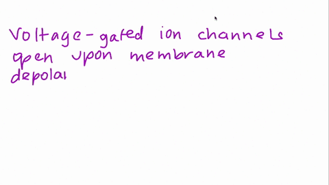 describe-how-voltage-gated-ion-channels-open